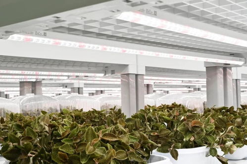 金線蓮的功效、價(jià)值與技術(shù)開(kāi)發(fā)前景